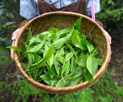张**茶叶官网茶叶网站建设方案分析