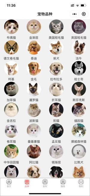 猫行狗市宠物交易市场小程序设计图3