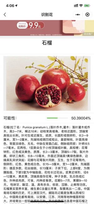 鲜花识别小程序设计图2